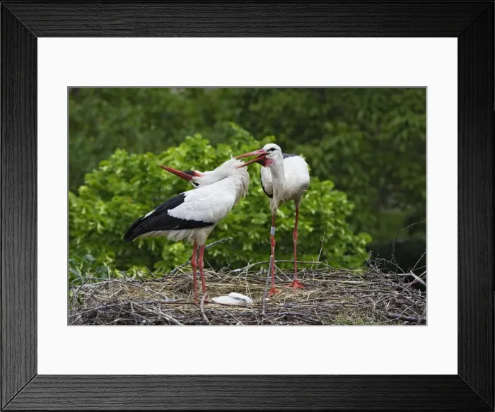 Framed Print : White Stork - pair at nest. Alsace - France