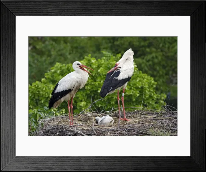 Framed Print : White Stork - pair at nest with chick. Alsace - France Framed Print : White Stork - pair at nest with chick. Alsace - France