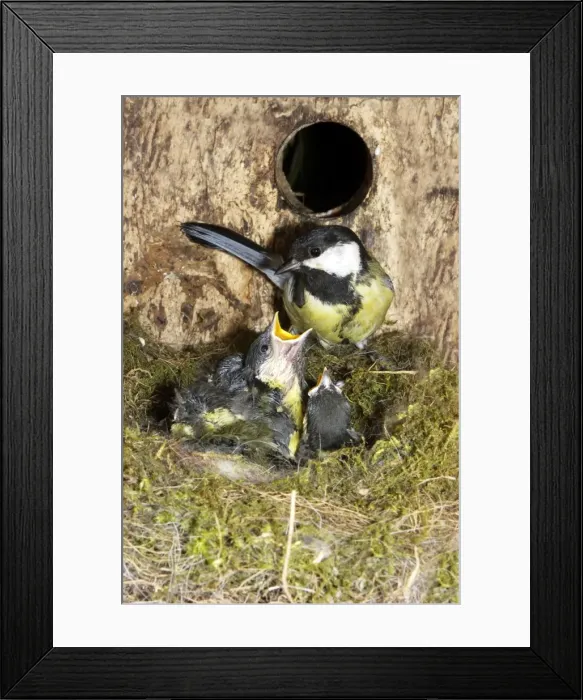 Framed Print : Great Tit - adult at nest box with 13 day old chicks Framed Print : Great Tit - adult at nest box with 13 day old chicks
