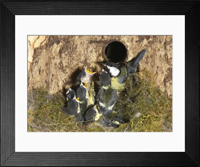 Framed Print : Great Tit - adult at nest box with 13 day old chicks Framed Print : Great Tit - adult at nest box with 13 day old chicks