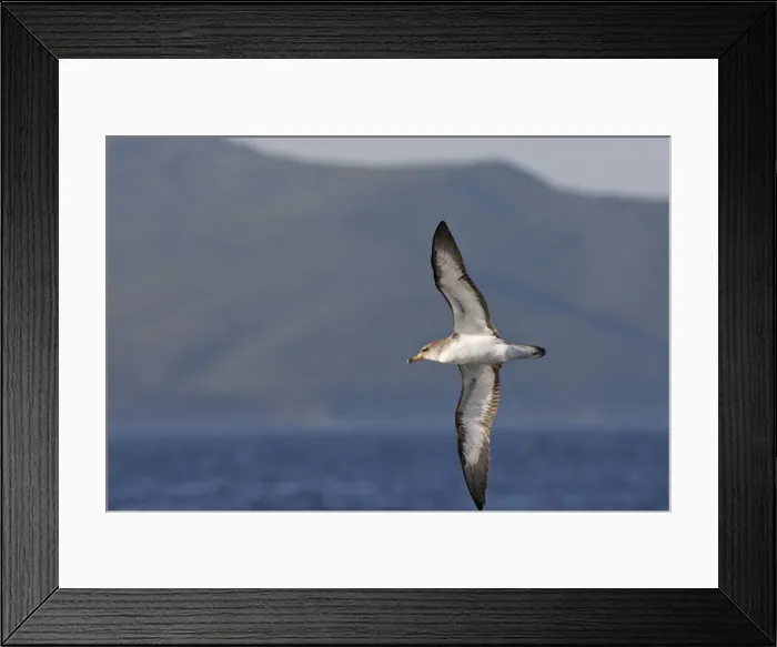Framed Print : Cory's Shearwater - in flight. The strait of Gibraltar - Spain Framed Print : Cory's Shearwater - in flight. The strait of Gibraltar - Spain