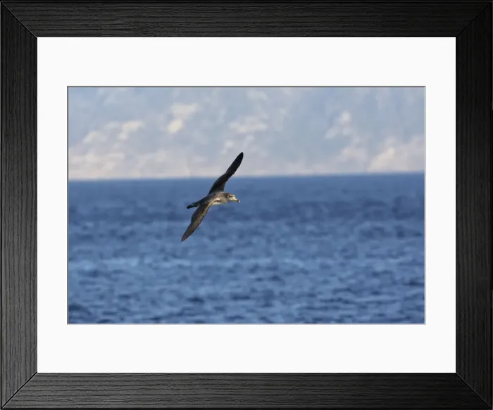 Framed Print : Cory's Shearwater - in flight. The strait of Gibraltar - Spain Framed Print : Cory's Shearwater - in flight. The strait of Gibraltar - Spain