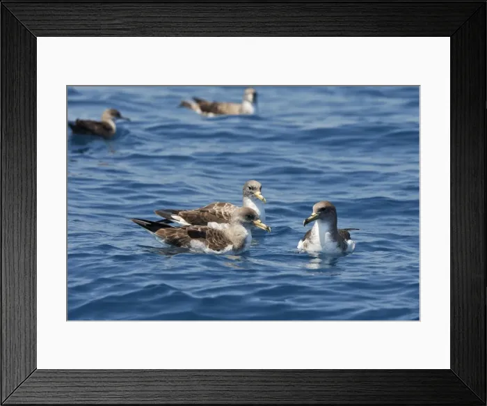 Framed Print : Cory's Shearwaters. The strait of Gibraltar - Spain Framed Print : Cory's Shearwaters. The strait of Gibraltar - Spain