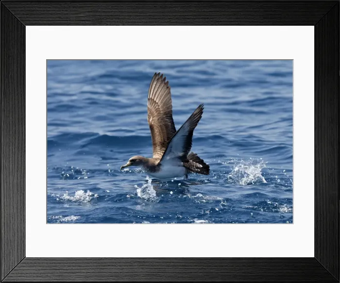 Framed Print : Cory's Shearwater - taking off. The strait of Gibraltar - Spain Framed Print : Cory's Shearwater - taking off. The strait of Gibraltar - Spain