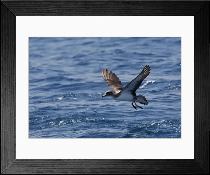 Framed Print : Cory's Shearwater - taking off. The strait of Gibraltar - Spain Framed Print : Cory's Shearwater - taking off. The strait of Gibraltar - Spain