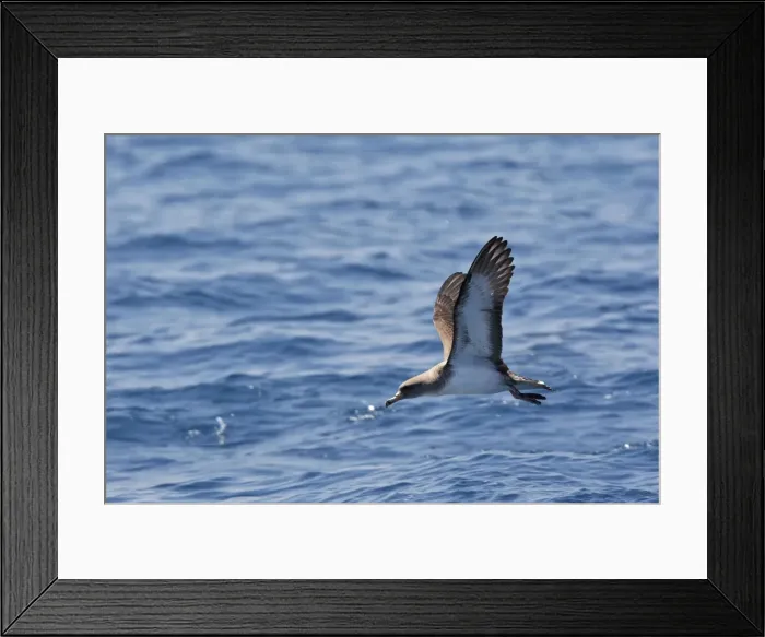 Framed Print : Cory's Shearwater - in flight. The strait of Gibraltar - Spain Framed Print : Cory's Shearwater - in flight. The strait of Gibraltar - Spain