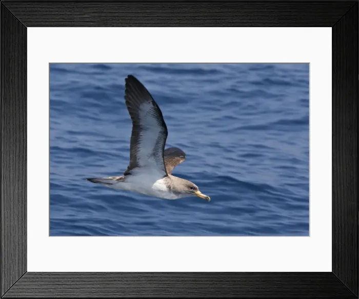Framed Print : Cory's Shearwater - in flight. The strait of Gibraltar - Spain Framed Print : Cory's Shearwater - in flight. The strait of Gibraltar - Spain