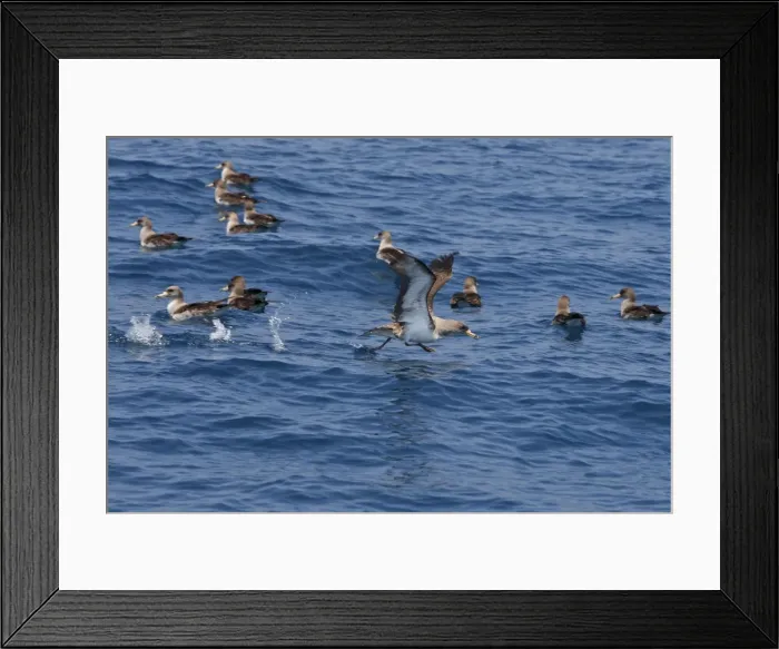 Framed Print : Cory's Shearwaters. The strait of Gibraltar - Spain Framed Print : Cory's Shearwaters. The strait of Gibraltar - Spain