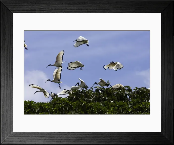 Framed Print : Ibis sacre. Sacred Ibis. Threskiornis aethiopicus. Ordre des Ciconiiformes. Famille des Threskiornithides