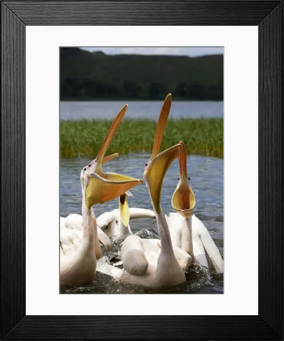 Framed Print : Pelican blanc White pelican Pelecanus onocrotalus Framed Print : Pelican blanc White pelican Pelecanus onocrotalus