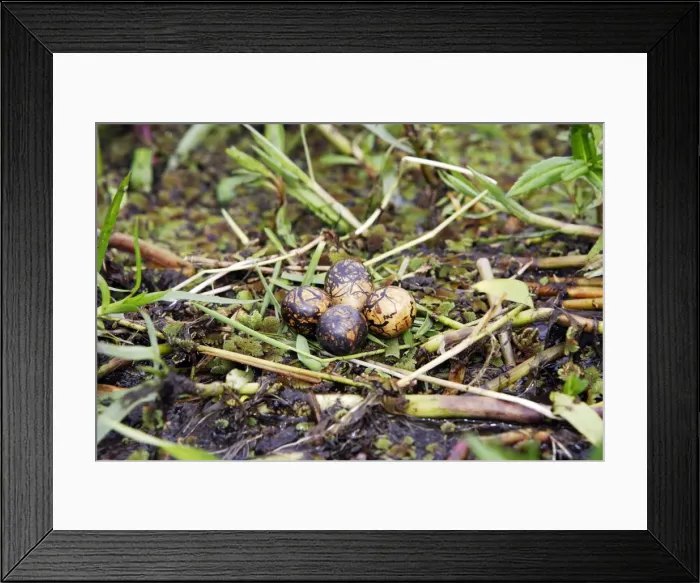 Framed Print : Nid de Jacana African Jacana Nest Actophilornis africana Framed Print : Nid de Jacana African Jacana Nest Actophilornis africana
