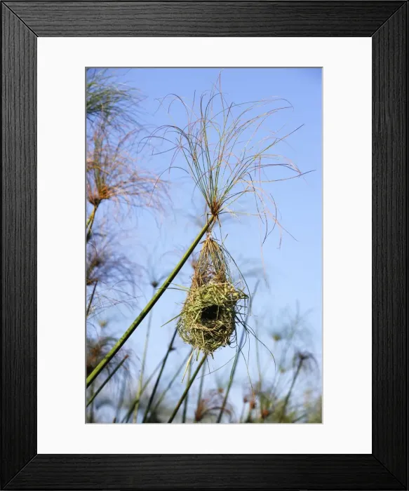 Framed Print : Nid de tisserin safran dans papyrus Holub's Golden Weaver Ploceus xanthops Framed Print : Nid de tisserin safran dans papyrus Holub's Golden Weaver Ploceus xanthops