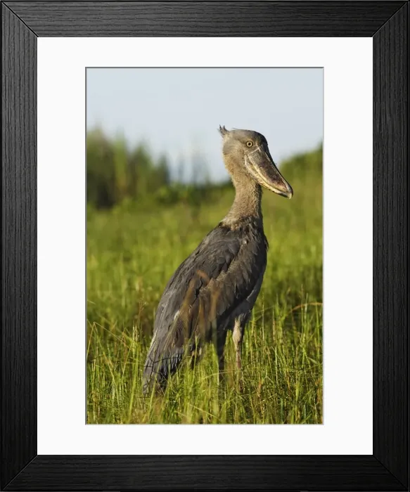 Framed Print : bec en sabot. Shoebill Balaeniceps rex Framed Print : bec en sabot. Shoebill Balaeniceps rex