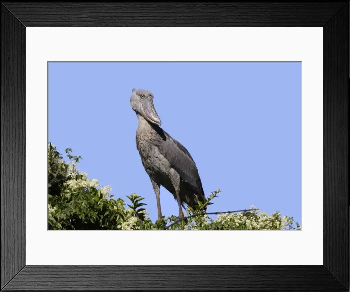 Framed Print : bec en sabot. Shoebill Balaeniceps rex Framed Print : bec en sabot. Shoebill Balaeniceps rex