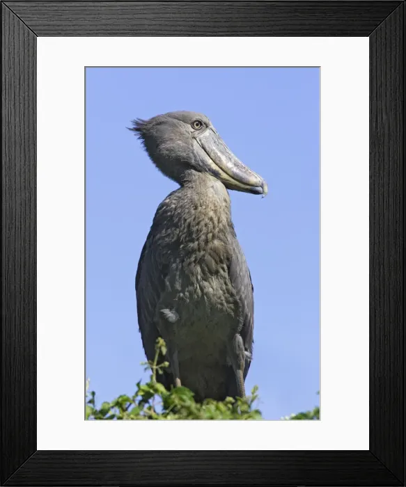 Framed Print : bec en sabot. Shoebill Balaeniceps rex Framed Print : bec en sabot. Shoebill Balaeniceps rex