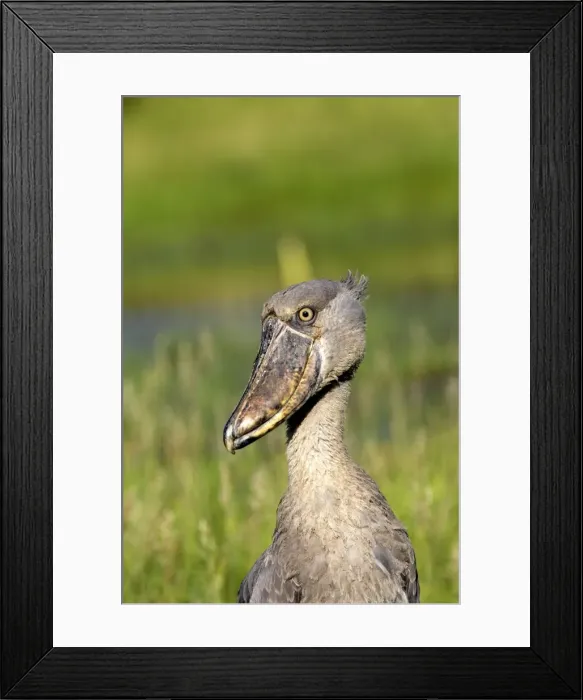 Framed Print : bec en sabot. Shoebill Balaeniceps rex Framed Print : bec en sabot. Shoebill Balaeniceps rex