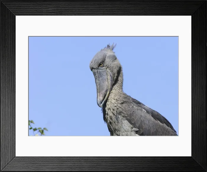 Framed Print : bec en sabot. Shoebill Balaeniceps rex Framed Print : bec en sabot. Shoebill Balaeniceps rex