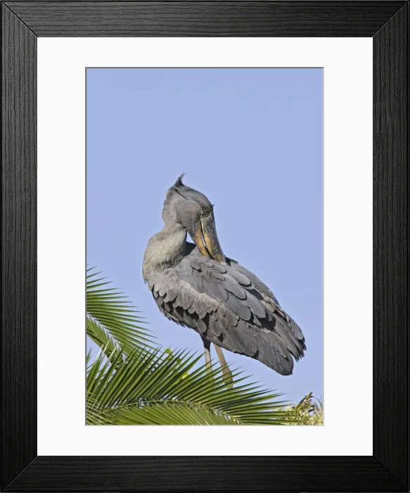 Framed Print : bec en sabot. Shoebill Balaeniceps rex Framed Print : bec en sabot. Shoebill Balaeniceps rex