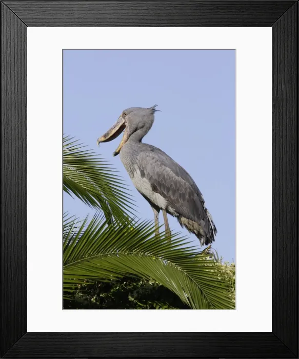 Framed Print : bec en sabot. Shoebill Balaeniceps rex Framed Print : bec en sabot. Shoebill Balaeniceps rex