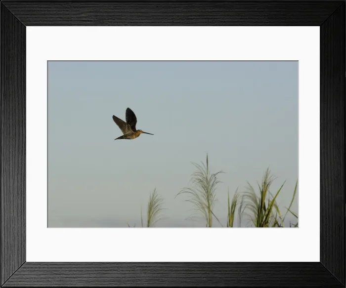 Framed Print : becassine africaine African Snipe Gallinago nigripennis Framed Print : becassine africaine African Snipe Gallinago nigripennis