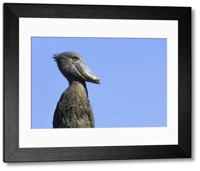 Framed Print : bec en sabot. Shoebill Balaeniceps rex Framed Print : bec en sabot. Shoebill Balaeniceps rex