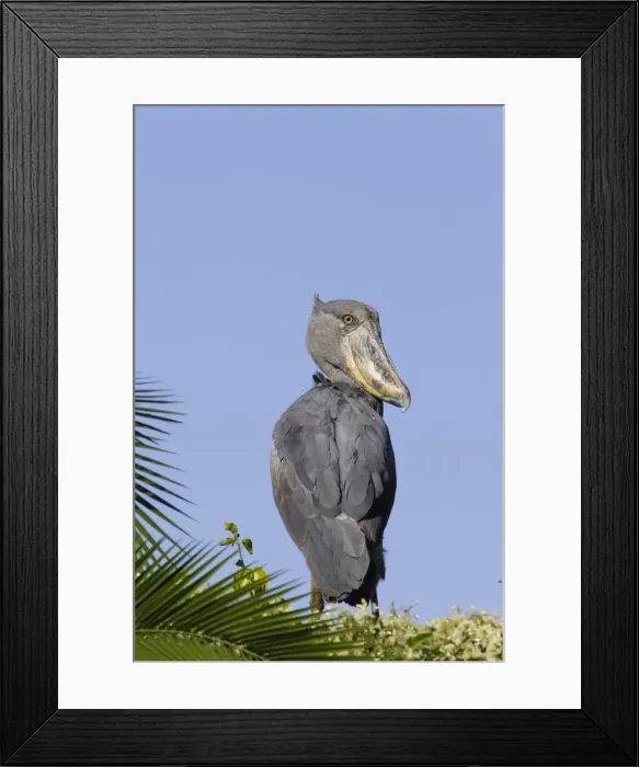 Framed Print : bec en sabot. Shoebill Balaeniceps rex Framed Print : bec en sabot. Shoebill Balaeniceps rex