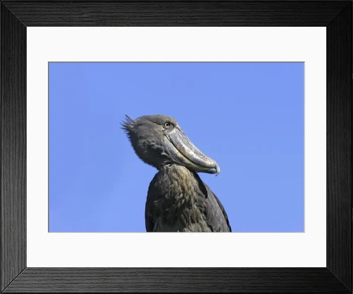 Framed Print : bec en sabot. Shoebill Balaeniceps rex Framed Print : bec en sabot. Shoebill Balaeniceps rex