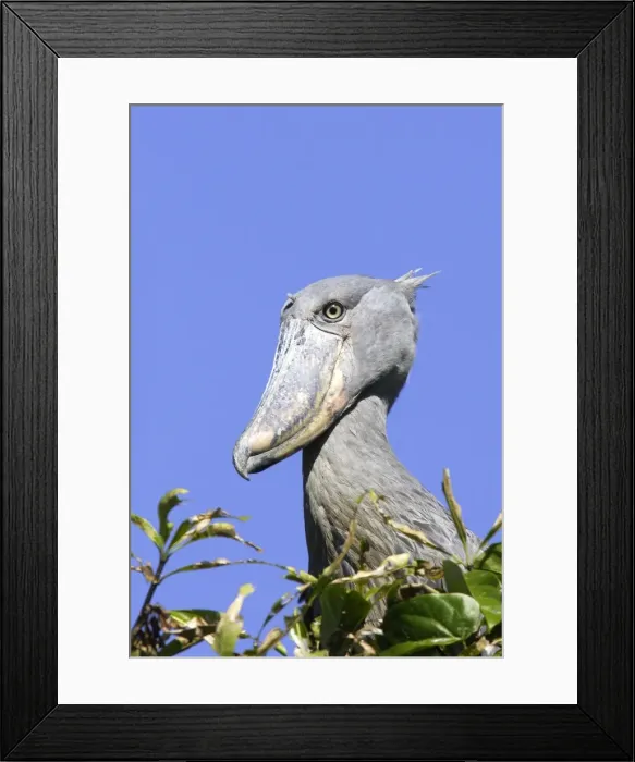 Framed Print : bec en sabot. Shoebill Balaeniceps rex Framed Print : bec en sabot. Shoebill Balaeniceps rex