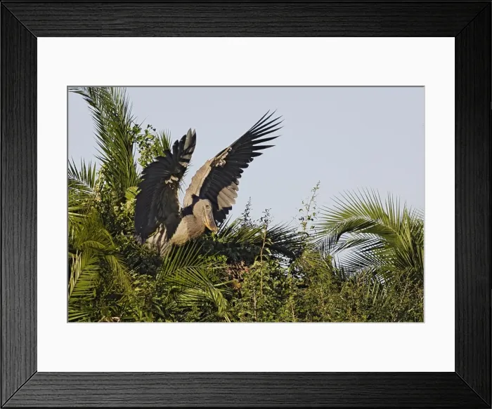 Framed Print : bec en sabot. Shoebill Balaeniceps rex Framed Print : bec en sabot. Shoebill Balaeniceps rex