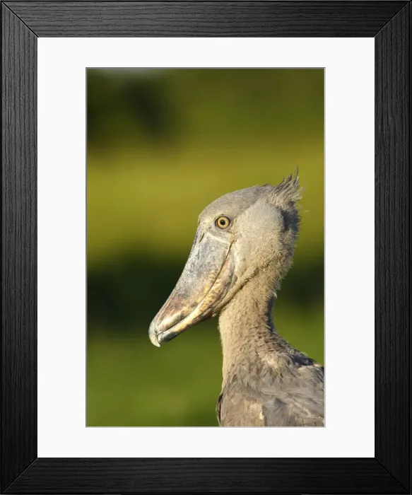 Framed Print : bec en sabot. Shoebill Balaeniceps rex Framed Print : bec en sabot. Shoebill Balaeniceps rex