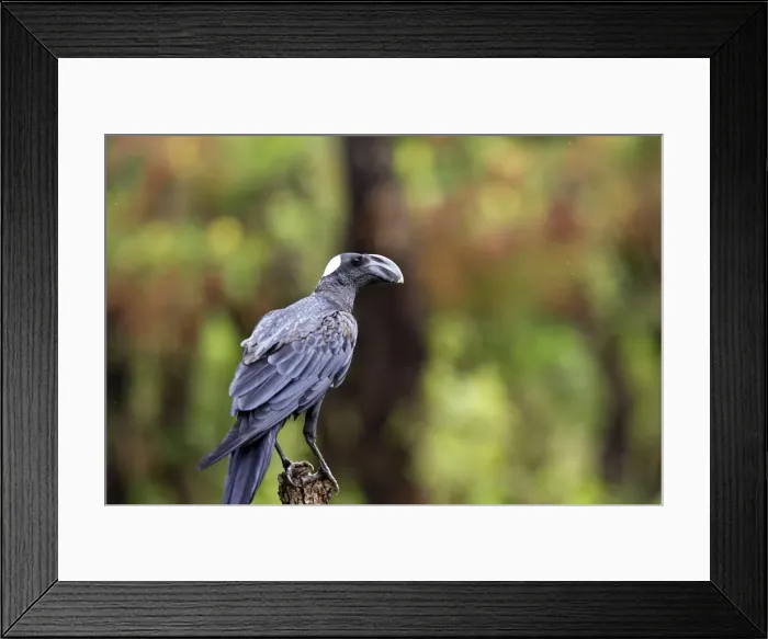 Framed Print : corbeau corbiveau en pays surma ( sud ouest de l'ethiopie) Framed Print : corbeau corbiveau en pays surma ( sud ouest de l'ethiopie)