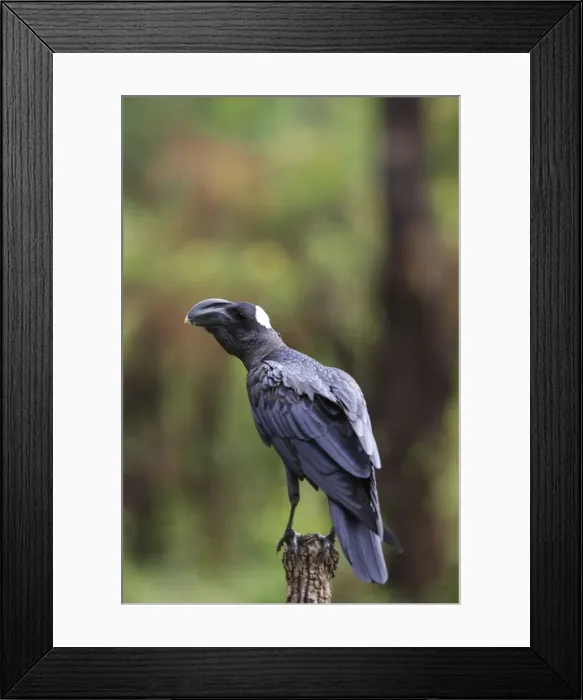 Framed Print : corbeau corbiveau en pays surma ( sud ouest de l'ethiopie) Framed Print : corbeau corbiveau en pays surma ( sud ouest de l'ethiopie)