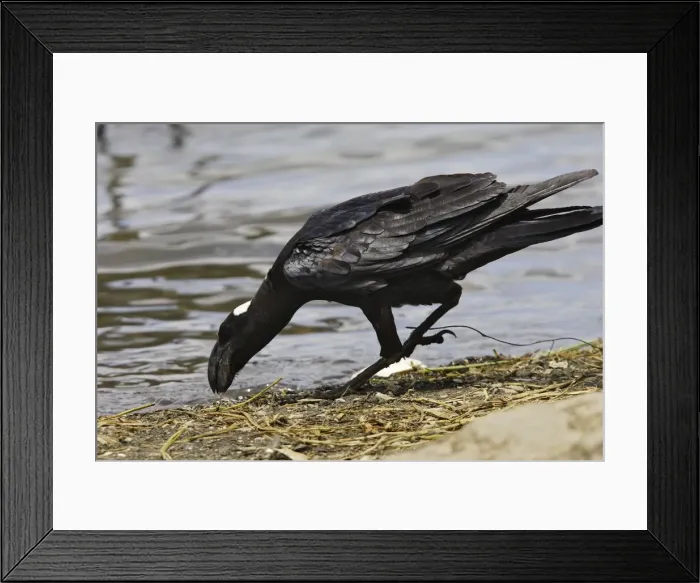 Framed Print : corbeau corbiveau Thick-billed Raven Corvus crassirostris Framed Print : corbeau corbiveau Thick-billed Raven Corvus crassirostris
