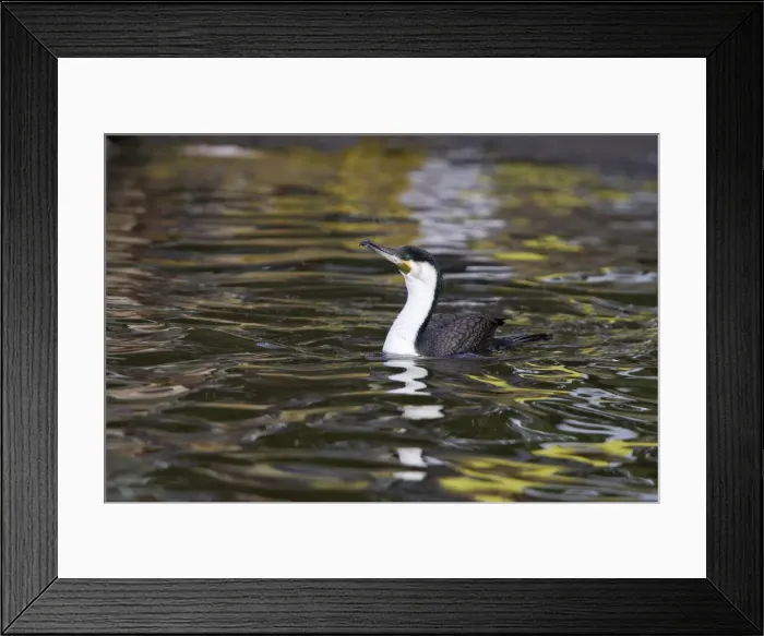 Framed Print : Grand cormoran ( race africaine) White necked Cormorant Phalacrocorax carbo Framed Print : Grand cormoran ( race africaine) White necked Cormorant Phalacrocorax carbo
