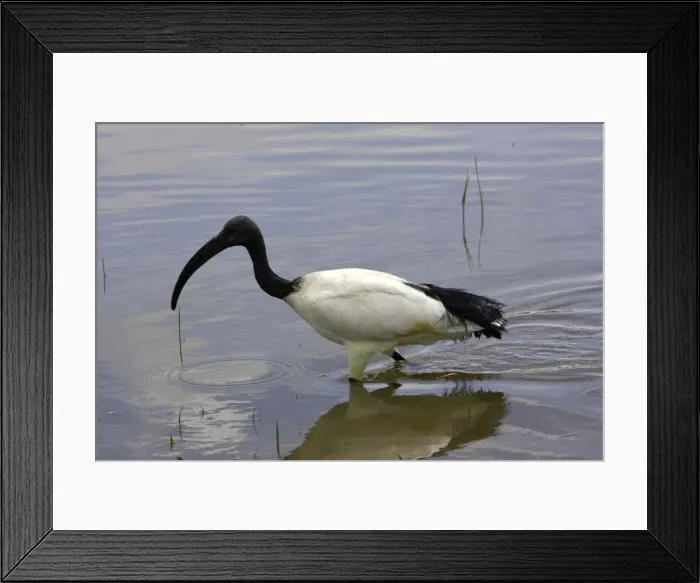 Framed Print : Ibis sacre. Sacred Ibis. Threskiornis aethiopicus. Ordre des Ciconiiformes. Famille des Threskiornithides Framed Print : Ibis sacre. Sacred Ibis. Threskiornis aethiopicus. Ordre des Ciconiiformes. Famille des Threskiornithides