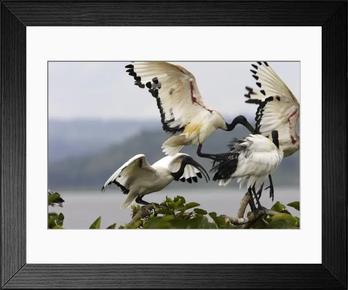 Framed Print : Ibis sacre. Sacred Ibis. Threskiornis aethiopicus. Ordre des Ciconiiformes. Famille des Threskiornithides