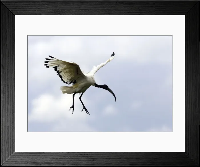 Framed Print : Ibis sacre. Sacred Ibis. Threskiornis aethiopicus. Ordre des Ciconiiformes. Famille des Threskiornithides