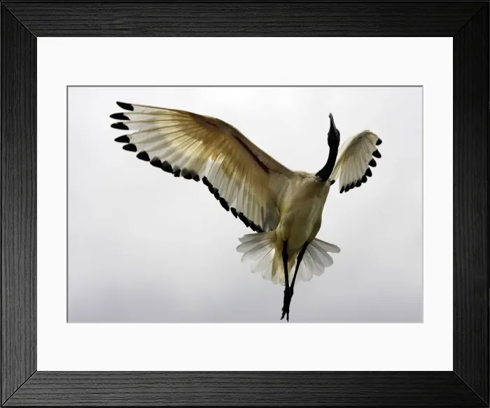Framed Print : Ibis sacre. Sacred Ibis. Threskiornis aethiopicus. Ordre des Ciconiiformes. Famille des Threskiornithides Framed Print : Ibis sacre. Sacred Ibis. Threskiornis aethiopicus. Ordre des Ciconiiformes. Famille des Threskiornithides