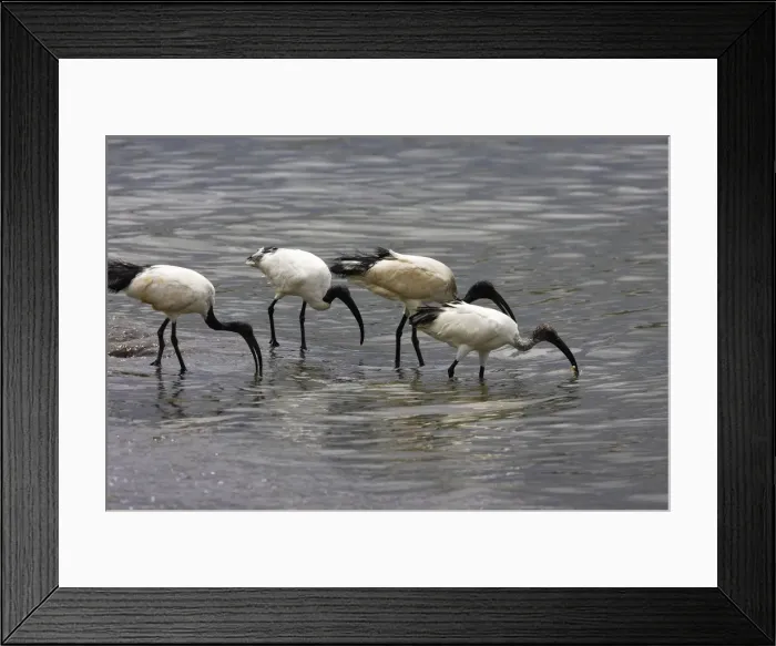 Framed Print : Ibis sacre. Sacred Ibis. Threskiornis aethiopicus. Ordre des Ciconiiformes. Famille des Threskiornithides Framed Print : Ibis sacre. Sacred Ibis. Threskiornis aethiopicus. Ordre des Ciconiiformes. Famille des Threskiornithides