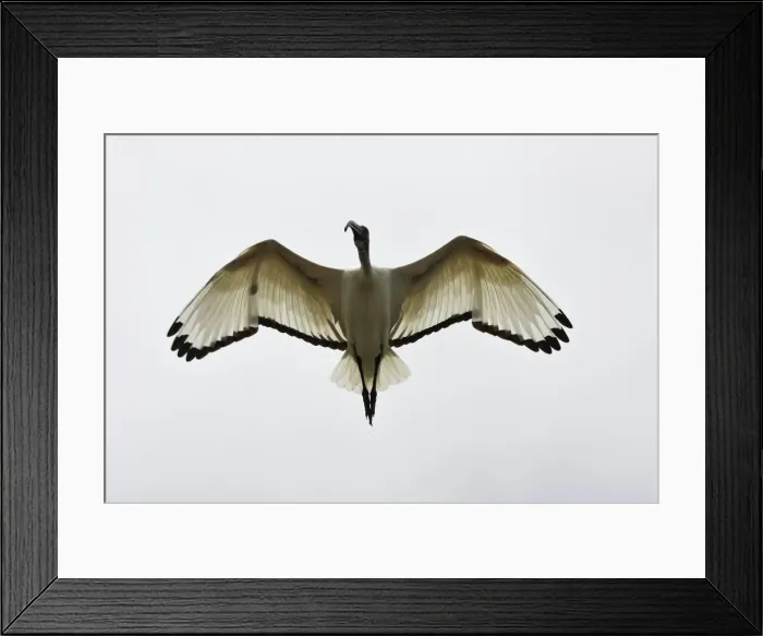 Framed Print : Ibis sacre. Sacred Ibis. Threskiornis aethiopicus. Ordre des Ciconiiformes. Famille des Threskiornithides