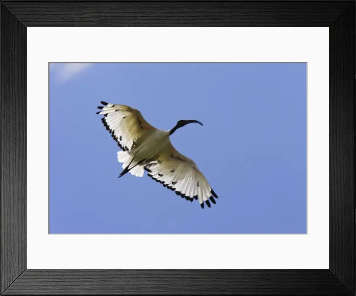 Framed Print : Ibis sacre. Sacred Ibis. Threskiornis aethiopicus. Ordre des Ciconiiformes. Famille des Threskiornithides Framed Print : Ibis sacre. Sacred Ibis. Threskiornis aethiopicus. Ordre des Ciconiiformes. Famille des Threskiornithides