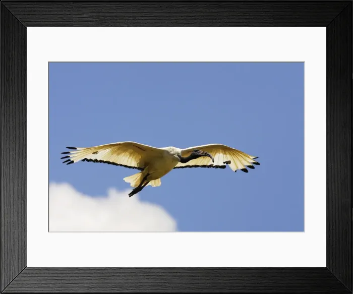 Framed Print : Ibis sacre. Sacred Ibis. Threskiornis aethiopicus. Ordre des Ciconiiformes. Famille des Threskiornithides Framed Print : Ibis sacre. Sacred Ibis. Threskiornis aethiopicus. Ordre des Ciconiiformes. Famille des Threskiornithides