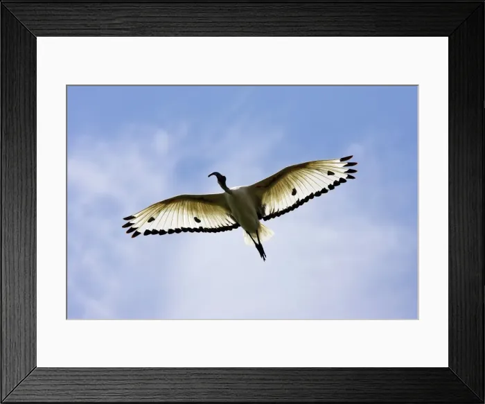 Framed Print : Ibis sacre. Sacred Ibis. Threskiornis aethiopicus. Ordre des Ciconiiformes. Famille des Threskiornithides Framed Print : Ibis sacre. Sacred Ibis. Threskiornis aethiopicus. Ordre des Ciconiiformes. Famille des Threskiornithides