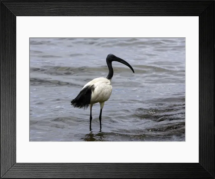 Framed Print : Ibis sacre. Sacred Ibis. Threskiornis aethiopicus. Ordre des Ciconiiformes. Famille des Threskiornithides Framed Print : Ibis sacre. Sacred Ibis. Threskiornis aethiopicus. Ordre des Ciconiiformes. Famille des Threskiornithides