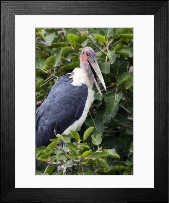 Framed Print : Marabout. Leptoptilos crumeniferus Framed Print : Marabout. Leptoptilos crumeniferus