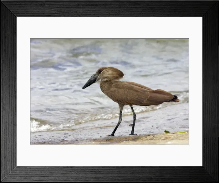 Framed Print : Ombrette. Hammerkop. Scopus umbretta Framed Print : Ombrette. Hammerkop. Scopus umbretta