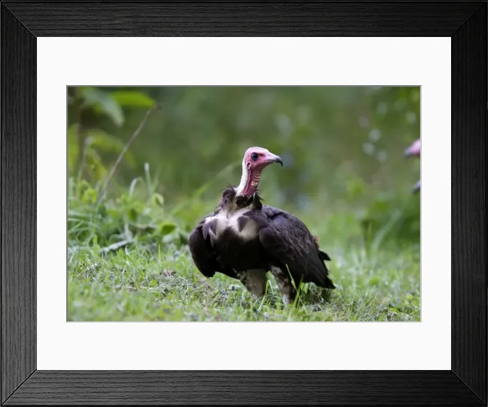 Framed Print : vautour charognard. Ethiopie Framed Print : vautour charognard. Ethiopie