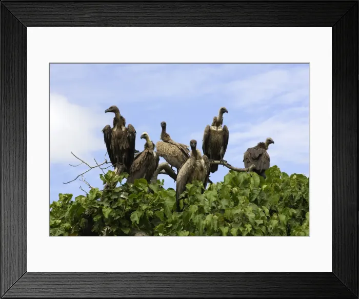 Framed Print : Rassemblement de vautour a dos blanc et de Ruppell pres d'un cadavre de cheval. Ethiopie Framed Print : Rassemblement de vautour a dos blanc et de Ruppell pres d'un cadavre de cheval. Ethiopie