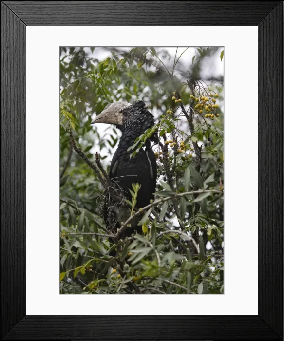 Framed Print : Calao aAA joues argenteAes. Silvery-cheeked Hornbill. Calao à joues argentées. Silvery-cheeked Hornbill Framed Print : Calao aAA joues argenteAes. Silvery-cheeked Hornbill. Calao à joues argentées. Silvery-cheeked Hornbill