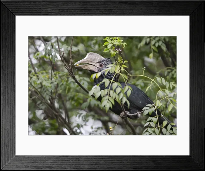 Framed Print : Calao aAA joues argenteAes. Silvery-cheeked Hornbill. Calao à joues argentées. Silvery-cheeked Hornbill Framed Print : Calao aAA joues argenteAes. Silvery-cheeked Hornbill. Calao à joues argentées. Silvery-cheeked Hornbill